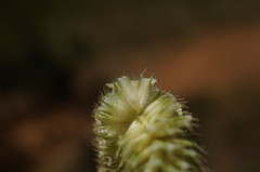 Phleum pratense nodosum
