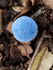 Entoloma virescens