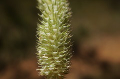 Phleum pratense nodosum