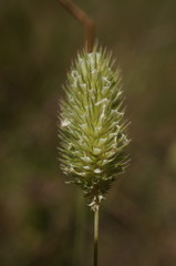 Phleum pratense nodosum