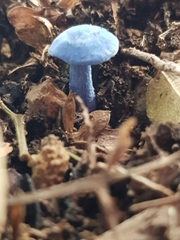 Entoloma virescens