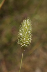 Phleum pratense nodosum