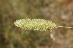 Phleum pratense nodosum