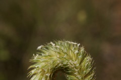 Phleum pratense nodosum