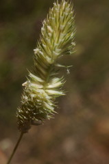 Phleum pratense nodosum