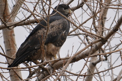 Geranoaetus melanoleucus australis