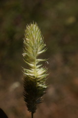 Phleum pratense nodosum