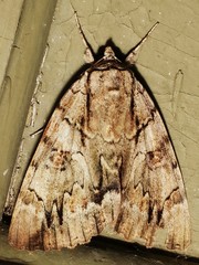 Catocala luctuosa
