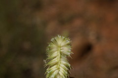 Phleum pratense nodosum