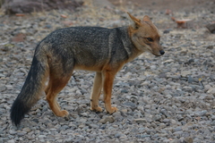 Lycalopex culpaeus culpaeus