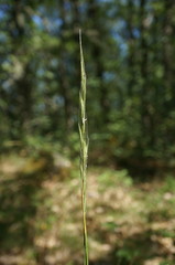 Elymus panormitanus