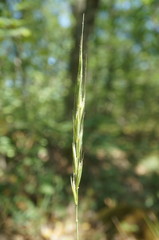 Elymus panormitanus