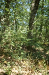 Elymus panormitanus