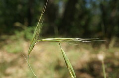 Elymus panormitanus