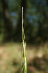Elymus panormitanus