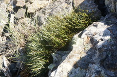 Asplenium septentrionale caucasicum