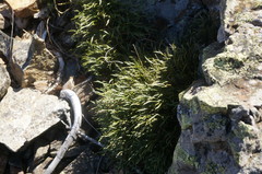 Asplenium septentrionale caucasicum