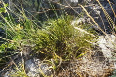 Asplenium septentrionale caucasicum