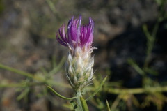 Centaurea sterilis