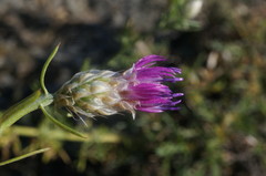 Centaurea sterilis