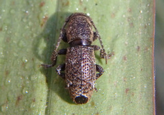 Adetaptera wickhami