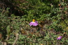 Cistus tauricus