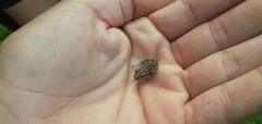 Leptodactylus gracilis