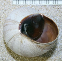 Helix melanostoma