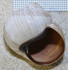 Helix melanostoma
