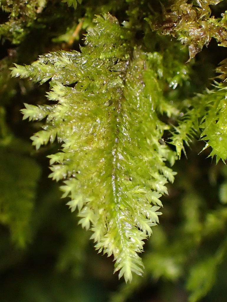 Lopidium struthiopteris