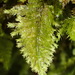 Lopidium struthiopteris - Photo (c) Nicola van Berkel, some rights reserved (CC BY-SA), uploaded by Nicola van Berkel