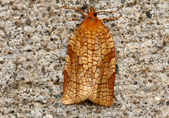 Aphelia alleniana