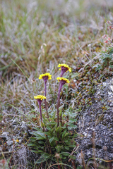 Tephroseris integrifolia atropurpurea