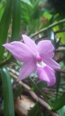 Dimerandra emarginata