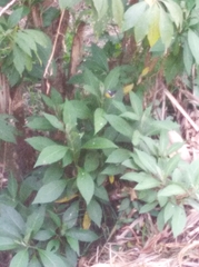 Coereba flaveola