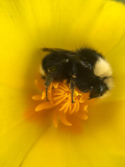 Bombus caliginosus