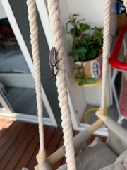Chalcolepidius limbatus
