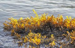 Cystoseira compressa