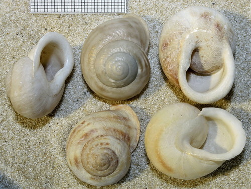 Hemicycla paeteliana