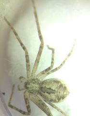 Rhysodromus fallax