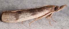 Peoria longipalpella