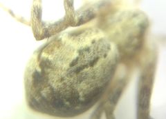 Rhysodromus fallax