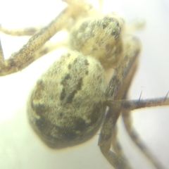 Rhysodromus fallax