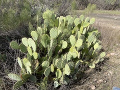 Opuntia × vaseyi