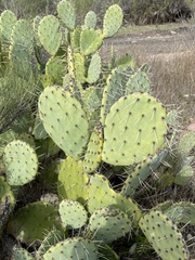 Opuntia × vaseyi