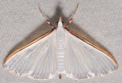 Diaphania costata