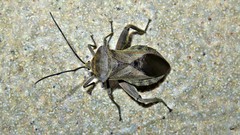 Pachylis bipunctatus