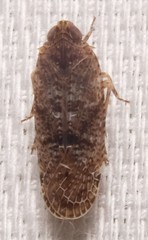 Catonia