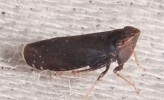 Scaphytopius nigrifrons