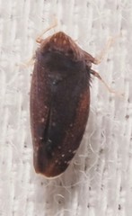 Scaphytopius nigrifrons